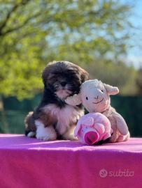 Lhasa Apso cuccioli