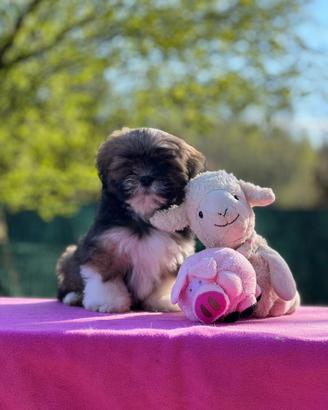 Lhasa Apso cuccioli
