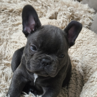 Cucciolo di bulldog francese blue esotico