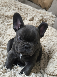 Cucciolo di bulldog francese blue esotico