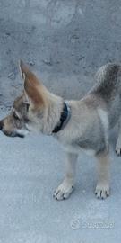 Lupo