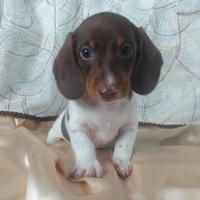 Bassottino choco piebald