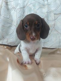 Bassottino choco piebald