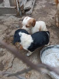 Breton espagol originali