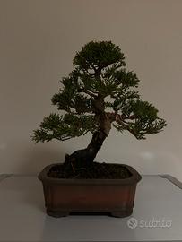 Shohin bonsai ginepro itoigawa