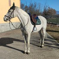 Cavalla tedesca, anno 2002