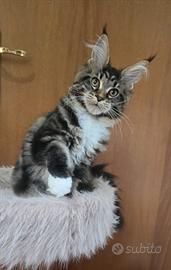 Cuccioli maine coon