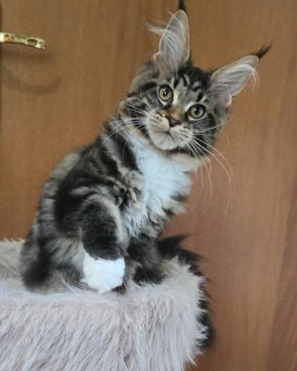 Cuccioli maine coon