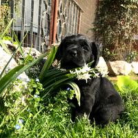 Cucciolo Labrador