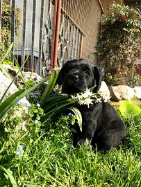 Cucciolo Labrador