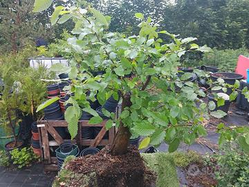 bonsai