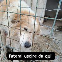 CIRO 4 ANNI taglia grande