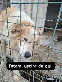 CIRO 4 ANNI taglia grande