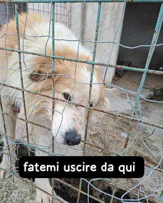 CIRO 4 ANNI taglia grande