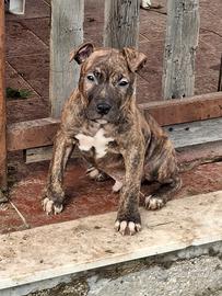 Cuccioli pitbull