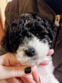 Cuccioli bichon due maschietti