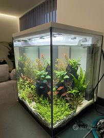 Acquario Askoll pure 44 litri