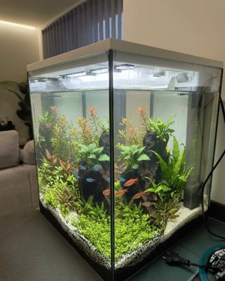 Acquario Askoll pure 44 litri
