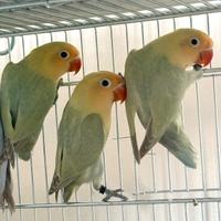 Inseparabili Fisher Diluiti