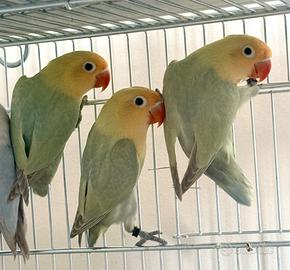 Inseparabili Fisher Diluiti