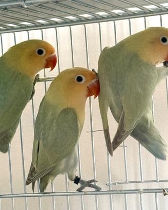 Inseparabili Fisher Diluiti