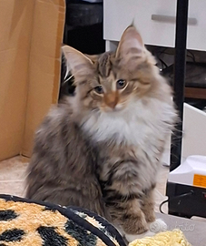 Z Norvegesi delle foreste femmine