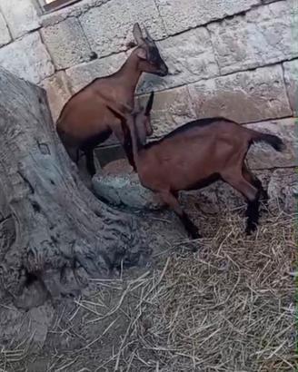 Caprette camosciate delle Alpi