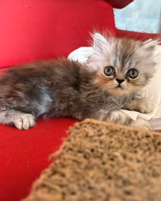 Piccoli maschietti dí dolcissimi persiani