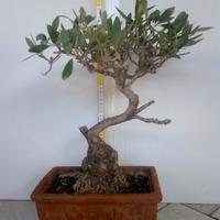 Bonsai di ulivo