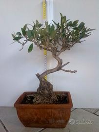 Bonsai di ulivo