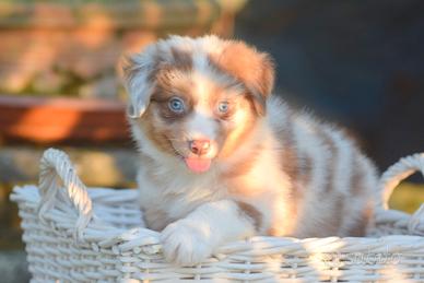 Australian Shepherd Pastore Australiano