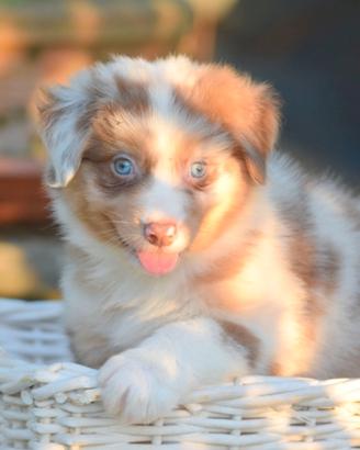 Australian Shepherd Pastore Australiano