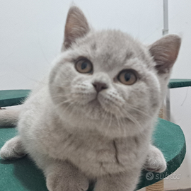 Gattina british shorthair