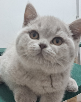 Gattina british shorthair