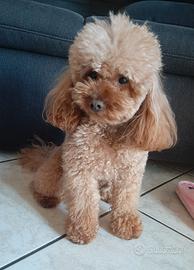 Barboncino fulvo mini toy per monte