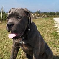 Cane corso