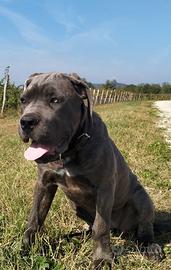 Cane corso