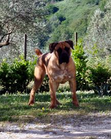 Boerboel cucciolone