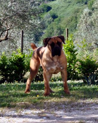 Boerboel cucciolone