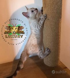 Cucciolo di gatto bengala snow mink