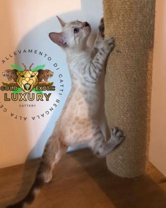 Cucciolo di gatto bengala snow mink