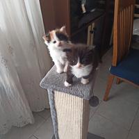 Gattini cuccioli Scottish