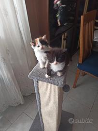 Gattini cuccioli Scottish