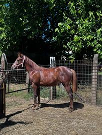 Quarter horse
