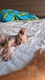Gatti sphynx