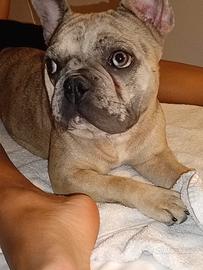 Bulldog francese