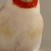 Cardellini mayor