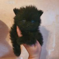 Spitz Pomerania Nano