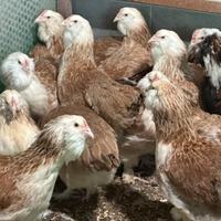 Galline ornamentali faverolles giganti