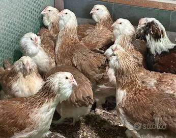 Galline ornamentali faverolles giganti